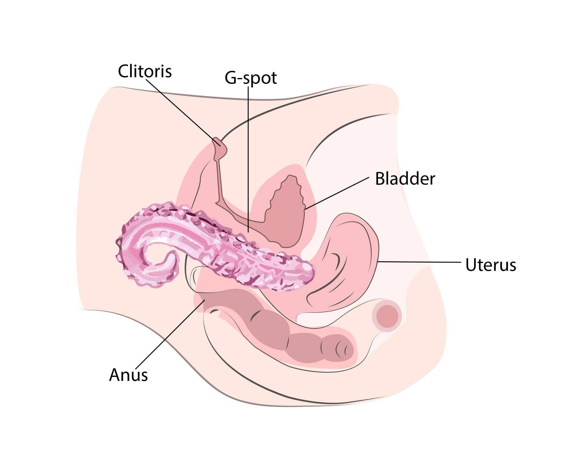 The Sacred Squirter rosa glass-dildo – ergonomisk G-punktstimulering, 13,8 cm, håndlaget i borosilikat-glass med bølget struktur og avrundet tupp.